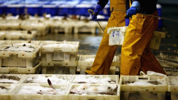 Europäische Fischereiminister beschließen Fangquoten für 2015