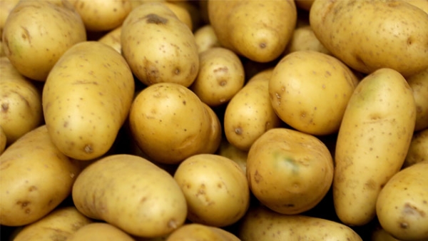 Kartoffelernte 2013 liegt weit unter dem mehrjährigen Durchschnitt
