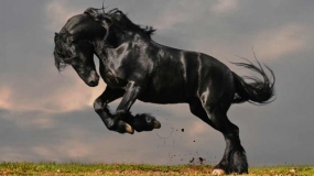Skurrile Geldanlagen mit starker Rendite – Teil 3: Pferde