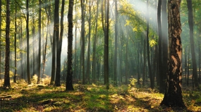 BMELV und FAO starten neues Waldschutz-Projekt