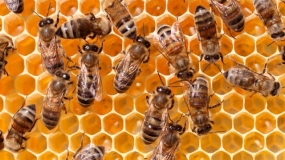 Wirtschaftlicher Nutzen von Bienen bisher unterschätzt